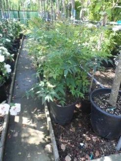 Hemelse Bamboe (Nandina Domestica) -Planten Verkoopwinkel nandina domestica 60 80 c15 18 1