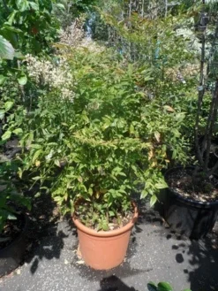 Hemelse Bamboe (Nandina Domestica) -Planten Verkoopwinkel nandina domestica 80 100 c25