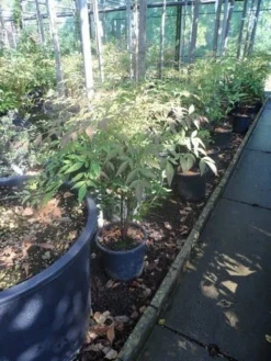 Hemelse Bamboe (Nandina Domestica) -Planten Verkoopwinkel nandina domestica c5 1