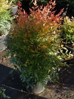 Hemelse Bamboe (Nandina Domestica 'Gulf Stream') -Planten Verkoopwinkel nandina gulf stream 3