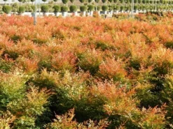 Hemelse Bamboe (Nandina Domestica 'Gulf Stream') -Planten Verkoopwinkel nandina gulf stream 4