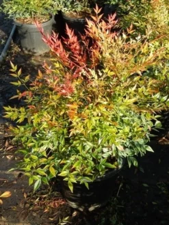 Hemelse Bamboe (Nandina Domestica 'Gulf Stream') -Planten Verkoopwinkel nandina gulf stream 5