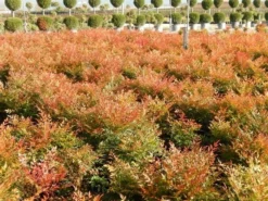 Hemelse Bamboe (Nandina Domestica 'Gulf Stream') -Planten Verkoopwinkel nandina gulf stream 7