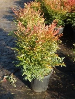 Hemelse Bamboe (Nandina Domestica 'Gulf Stream') -Planten Verkoopwinkel nandina gulf stream 8