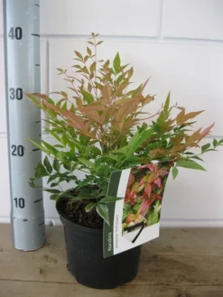 Hemelse Bamboe (Nandina Domestica 'Gulf Stream') -Planten Verkoopwinkel nandina gulf stream c2 30 05 2017 2