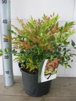 Hemelse Bamboe (Nandina Domestica 'Gulf Stream') -Planten Verkoopwinkel nandina gulfstream c5 18 7 2019