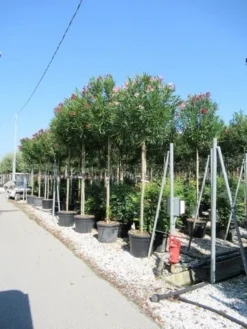 Oleander Als Boom (Nerium Oleander) -Planten Verkoopwinkel nerium
