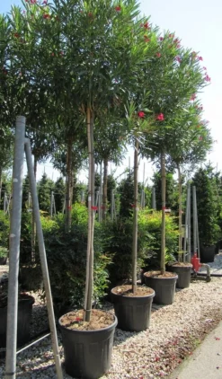 Oleander Als Boom (Nerium Oleander) -Planten Verkoopwinkel nerium 10 12