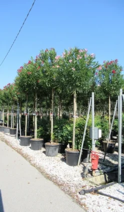 Oleander Als Boom (Nerium Oleander) -Planten Verkoopwinkel nerium 10 12 2