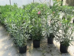 Roze Oleander (Nerium Oleander) -Planten Verkoopwinkel nerium 60 80