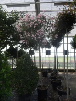 Oleander Als Boom (Nerium Oleander) -Planten Verkoopwinkel nerium oleander 10 12 14ho c70 1