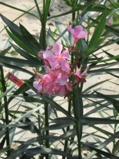 Roze Oleander (Nerium Oleander) -Planten Verkoopwinkel nerium roze