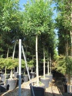 Oleander Als Boom (Nerium Oleander) -Planten Verkoopwinkel nerium stam 1