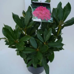 Rhododendron (Rhododendron 'Nova Zembla') -Planten Verkoopwinkel nova zembla c5 zij