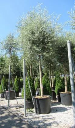 Olijfboom (Olea Europaea ) -Planten Verkoopwinkel olea