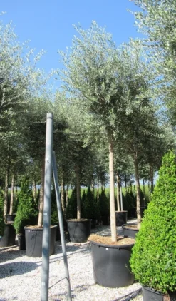 Olijfboom (Olea Europaea ) -Planten Verkoopwinkel olea 2