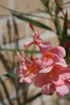 Roze Oleander (Nerium Oleander) -Planten Verkoopwinkel oleander 5