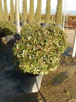 Olijfwilg Als Bol (Elaeagnus Ebbingei 'Compacta') -Planten Verkoopwinkel olijfwilg bollen 6070cm 2 2