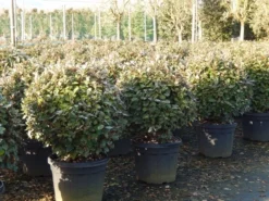 Olijfwilg Als Bol (Elaeagnus Ebbingei 'Compacta') -Planten Verkoopwinkel olijfwilg bollen 6070cm 4 1