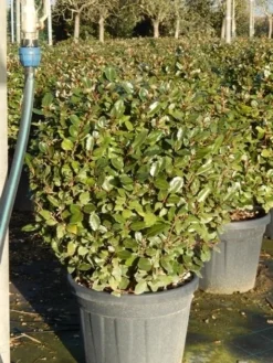 Olijfwilg Als Bol (Elaeagnus Ebbingei 'Compacta') -Planten Verkoopwinkel olijfwilg bollen 6070cm 5 2
