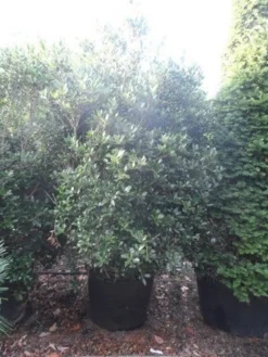 Schijnhulst (Osmanthus Heterophyllus) -Planten Verkoopwinkel osmanthus heterophyllus 175 200 c160 extra