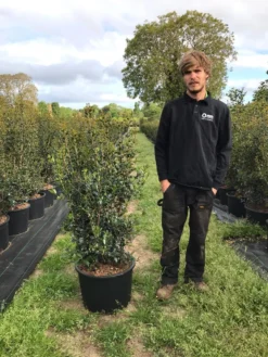 Schijnhulst (Osmanthus Heterophyllus) -Planten Verkoopwinkel osmanthus heterophyllus h100120cm