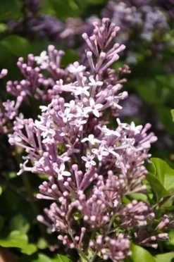 Dwerg Sering (Syringa Meyeri 'Palibin')