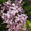 Dwerg Sering (Syringa Meyeri 'Palibin')