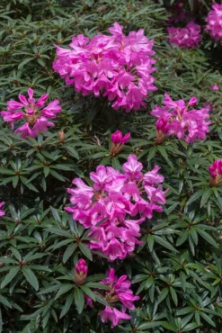 Rhododendron (Rhododendron 'Graziella')