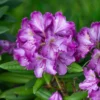 Rhododendron (Rhododendron 'Bohlkens Lupinenberg')