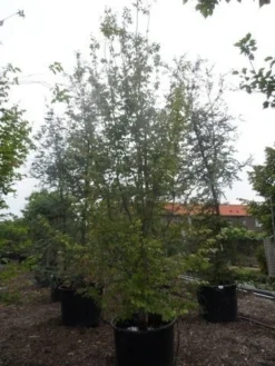 Perzisch Ijzerhout (Parrotia Persica 'Vanessa') -Planten Verkoopwinkel parrotia persica 350 400 500 c500