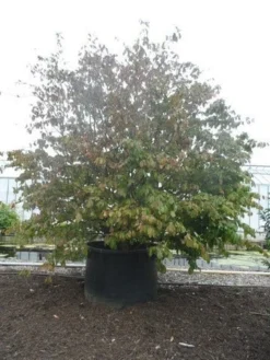 Perzisch Ijzerhout (Parrotia Persica 'Vanessa') -Planten Verkoopwinkel parrotia persica c1500 solitair extra