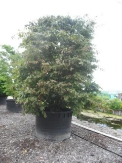 Perzisch Ijzerhout (Parrotia Persica 'Vanessa') -Planten Verkoopwinkel parrotia persica c1500 solitair extra 2