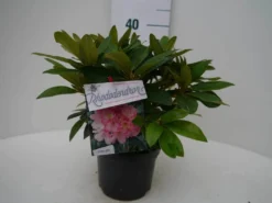 Rhododendron (Rhododendron 'Percy Wiseman') -Planten Verkoopwinkel percy wiseman c2 voor 2