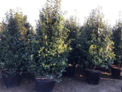 Camelia (Camellia Japonica ‘Perfection White’) -Planten Verkoopwinkel perfectionwhite200cm 1