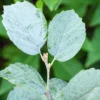 Flessenborstelstruik (Fothergilla Intermedia 'Blue Shadow')
