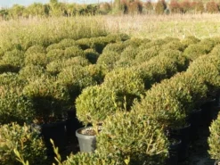 Steenlinde Als Bol (Phillyrea Angustifolia) -Planten Verkoopwinkel phillyrea angustifolia 1