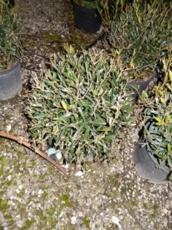 Steenlinde Als Bol (Phillyrea Angustifolia) -Planten Verkoopwinkel phillyrea angustifolia bol 1