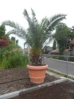 Canarische Dadelpalm (Phoenix Canariensis) -Planten Verkoopwinkel phoenix canariensis 250 300 c500 solitair