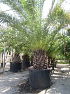 Canarische Dadelpalm (Phoenix Canariensis) -Planten Verkoopwinkel phoenix canariensis 2