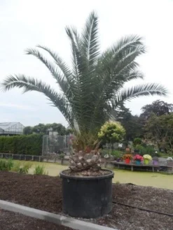 Canarische Dadelpalm (Phoenix Canariensis) -Planten Verkoopwinkel phoenix canariensis 350 400 c1000 solitair