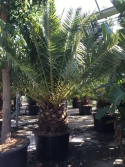 Canarische Dadelpalm (Phoenix Canariensis) -Planten Verkoopwinkel phoenix canariensis 350400cm
