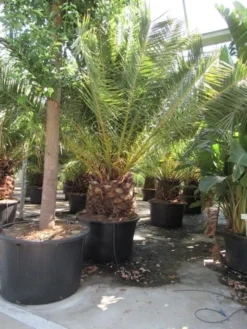 Canarische Dadelpalm (Phoenix Canariensis) -Planten Verkoopwinkel phoenix canariensis 3
