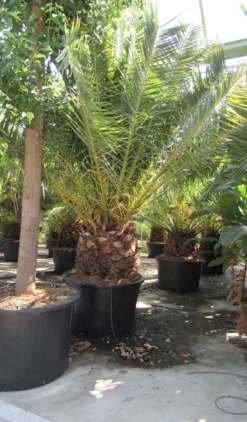 Canarische Dadelpalm (Phoenix Canariensis) -Planten Verkoopwinkel phoenix canariensis 4