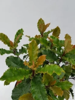 Glansmispel (Photinia Serratifolia ‘Crunchy’) -Planten Verkoopwinkel photinia fraseri crunchy week 22 detail 1600x1200