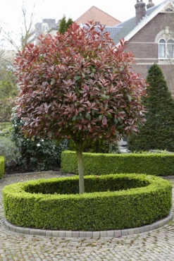 Glansmispel Als Boom (Photinia Fraseri 'Red Robin') -Planten Verkoopwinkel photinia fraseri red robin02