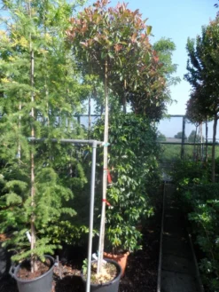 Glansmispel Als Boom (Photinia Fraseri 'Red Robin') -Planten Verkoopwinkel photinia fraseri red robin 10 12ho cont