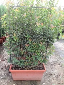 Glansmispel Als Leivorm (Photinia Fraseri 'Red Robin') -Planten Verkoopwinkel photinia fraseri red robin leivorm 80x120