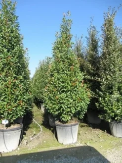 Glansmispel, Pyramide (Photinia Fraseri 'Red Robin' ) -Planten Verkoopwinkel photinia fraseri red robin piramide 1