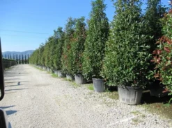Glansmispel, Pyramide (Photinia Fraseri 'Red Robin' ) -Planten Verkoopwinkel photinia fraseri red robin piramide 2